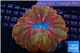 Cynarina red rainbow 4-8 cm WYSIWYG acclimaté
