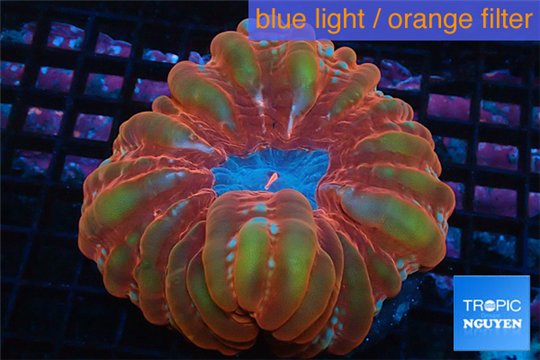 Cynarina red rainbow 4-8 cm WYSIWYG acclimaté