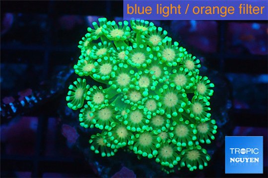 Alveopora green & orange 4-6 cm WYSIWYG acclimaté