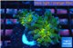 Euphyllia paraancora green & purple tip 4-6 cm WYSIWYG acclimaté