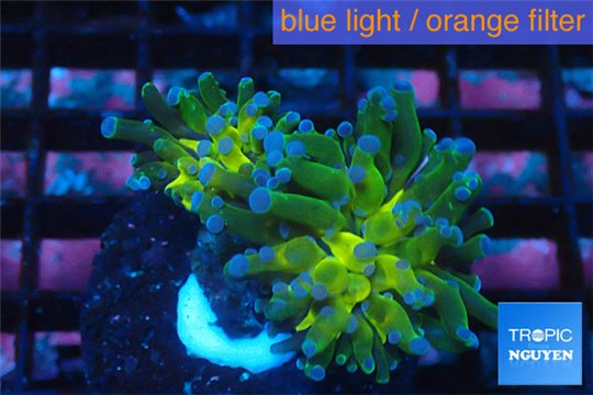 Euphyllia paraancora green & purple tip 4-6 cm WYSIWYG acclimaté
