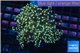 Euphyllia paradivisa orange 7-10 cm WYSIWYG acclimaté