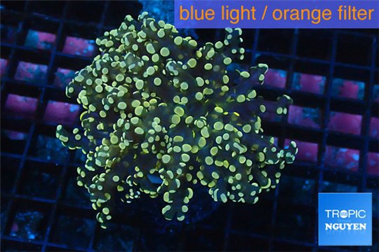 Euphyllia paradivisa orange 7-10 cm WYSIWYG acclimaté