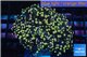 Euphyllia paradivisa orange 4-7 cm WYSIWYG acclimaté