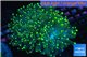 Euphyllia glabrescens green & yellow tip 7-12 cm WYSIWYG acclimaté