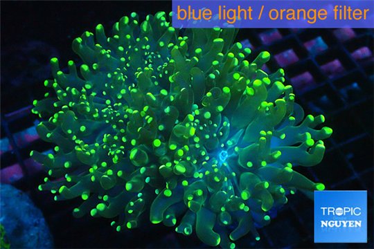Euphyllia glabrescens green & yellow tip 7-12 cm WYSIWYG acclimaté
