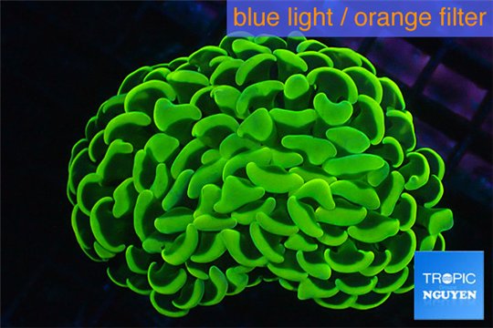 Euphyllia ancora neon green 5-8 cm WYSIWYG acclimaté