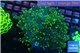 Euphyllia glabrescens green & yellow tip 7-12 cm WYSIWYG acclimaté