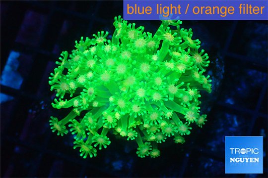 Goniopora yellow green 5-8 cm WYSIWYG acclimaté