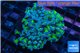 Euphyllia paraancora green & purple tip 5-8 cm WYSIWYG acclimaté