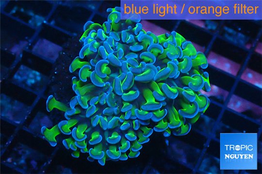 Euphyllia paraancora green & purple tip 5-8 cm WYSIWYG acclimaté