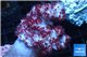 Nephtya red & white 7-12 cm WYSIWYG acclimaté