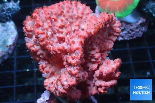 Orange sponge 8-12 cm WYSIWYG acclimaté