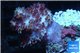 Nephtya red & white 7-12 cm WYSIWYG acclimaté