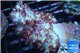 Nephtya red & white 7-12 cm WYSIWYG acclimaté