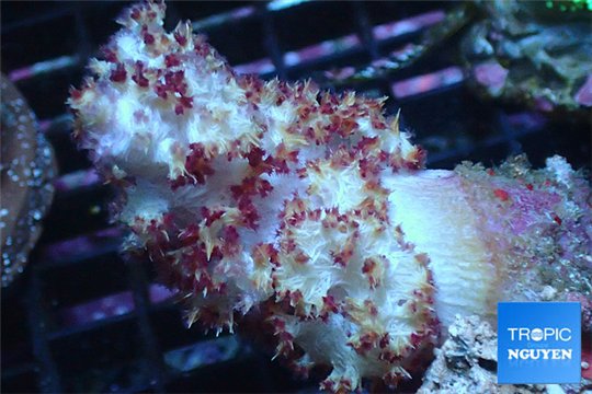 Nephtya red & white 7-12 cm WYSIWYG acclimaté