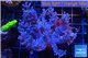 Cespitularia blue 7-12 cm WYSIWYG acclimaté