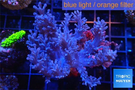 Cespitularia blue 7-12 cm WYSIWYG acclimaté