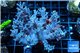Cespitularia blue 7-12 cm WYSIWYG acclimaté