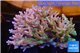 Acropora premium deep water 14-17 cm WYSIWYG acclimaté