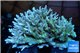 Acropora premium deep water 14-17 cm WYSIWYG acclimaté