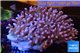 Acropora premium deep water 14-17 cm WYSIWYG acclimaté