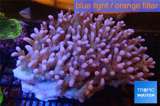 Acropora premium deep water 14-17 cm WYSIWYG acclimaté