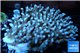 Acropora premium deep water 14-17 cm WYSIWYG acclimaté