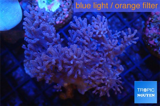 Acropora premium deep water 14-17 cm WYSIWYG acclimaté