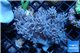 Acropora premium deep water 14-17 cm WYSIWYG acclimaté