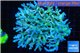Acropora premium deep water 14-17 cm WYSIWYG acclimaté