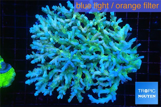 Acropora premium deep water 14-17 cm WYSIWYG acclimaté