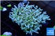 Acropora premium deep water 14-17 cm WYSIWYG acclimaté