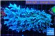 Acropora premium deep water 14-17 cm WYSIWYG acclimaté