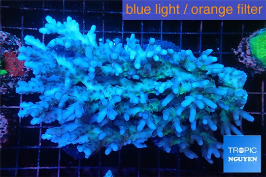 Acropora premium deep water 14-17 cm WYSIWYG acclimaté