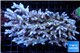 Acropora premium deep water 14-17 cm WYSIWYG acclimaté