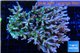 Acropora premium deep water 14-17 cm WYSIWYG acclimaté