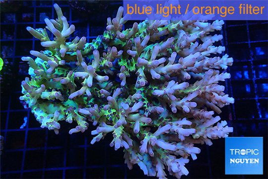 Acropora premium deep water 14-17 cm WYSIWYG acclimaté