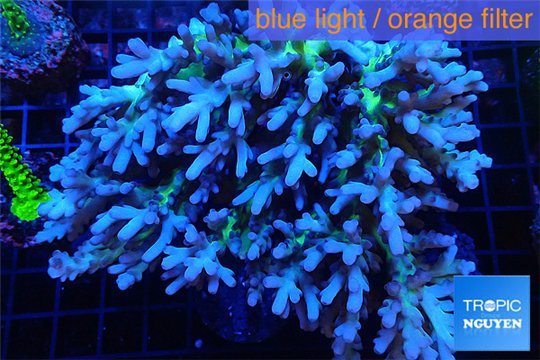 Acropora premium deep water 14-17 cm WYSIWYG acclimaté