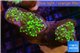 Euphyllia yaeyamaecensis green 4-7 cm WYSIWYG acclimaté