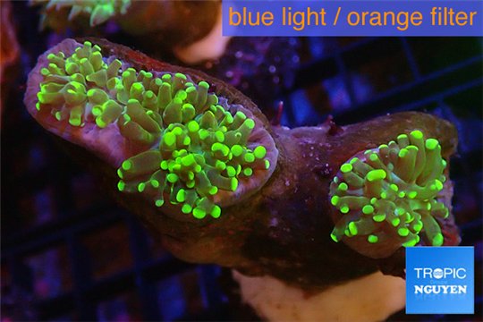 Euphyllia yaeyamaecensis green 4-7 cm WYSIWYG acclimaté
