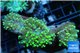 Euphyllia yaeyamaecensis green 4-7 cm WYSIWYG acclimaté