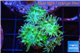 Duncanopsammia green 6 polyps WYSIWYG acclimaté