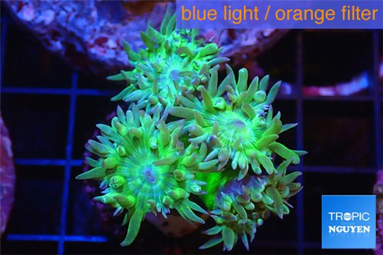 Duncanopsammia green 6 polyps WYSIWYG acclimaté