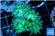 Duncanopsammia green 6 polyps WYSIWYG acclimaté