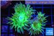 Duncanopsammia green 3-4 polyps WYSIWYG acclimaté