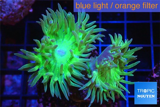 Duncanopsammia green 3-4 polyps WYSIWYG acclimaté