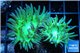 Duncanopsammia green 3-4 polyps WYSIWYG acclimaté