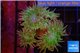 Duncanopsammia green 6 polyps WYSIWYG acclimaté