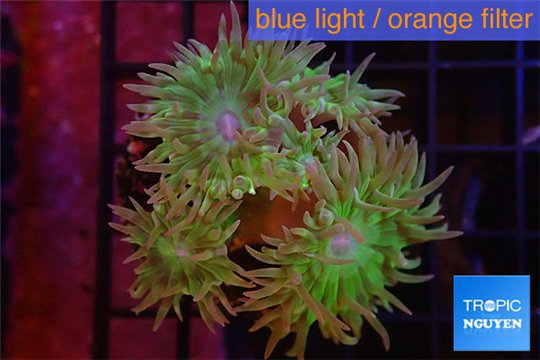Duncanopsammia green 6 polyps WYSIWYG acclimaté